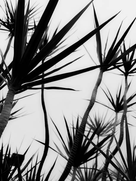 Hong Kong Woody Plant