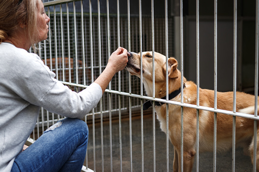 Pet adoption. Friendship between people and dog. Woman choosing dog from animal shelter