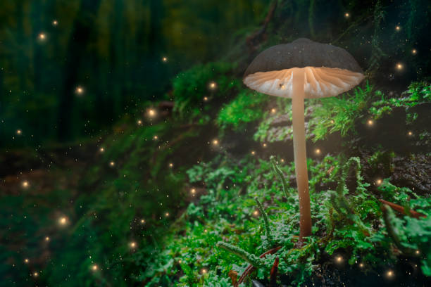 istock Glowing mushroom on moss and fireflies in dark forest. 1371491104