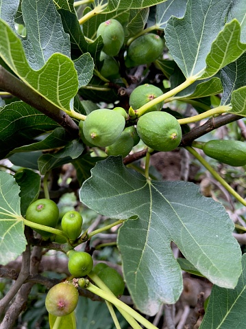 Close-up of fruits on a fig tree.