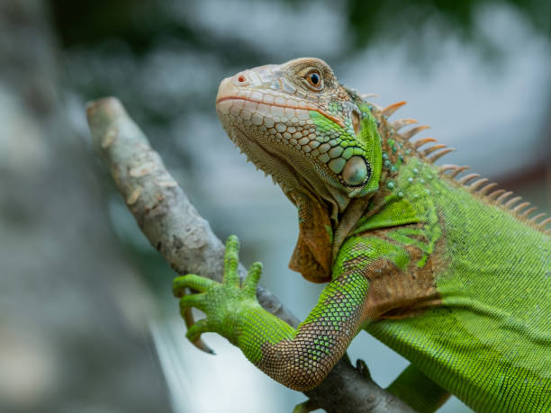 istock lizard, animal, green lizard with blur background 1371494425