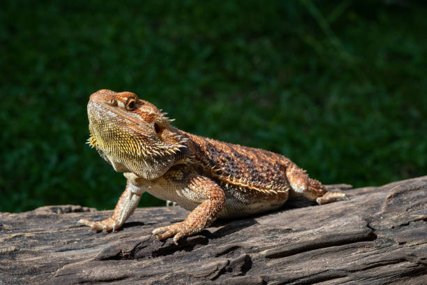 istock bearded dragon on ground with blur background 1371494443