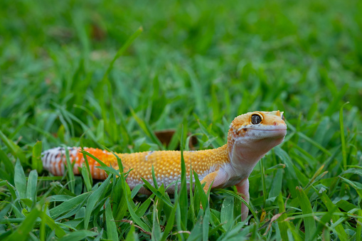Common leopard gecko on the ground\
