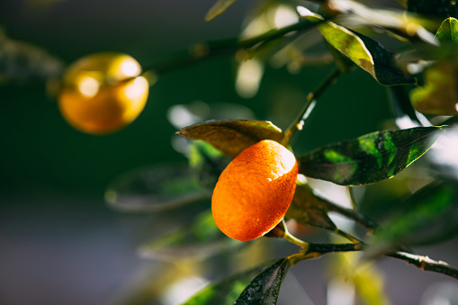Kumquat on the Branch