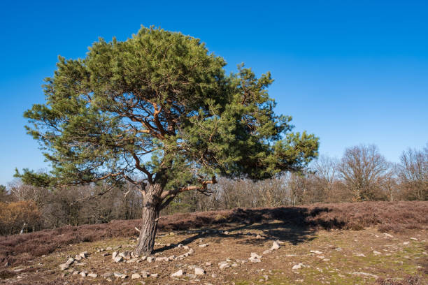 istock Single tree in the heathland of Rheinhessen / Germany 1371497582
