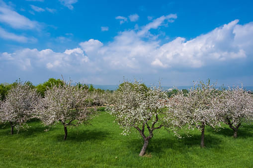 View into an orchard with blooming apple trees under a blue sky in Rheinhessen / Germany