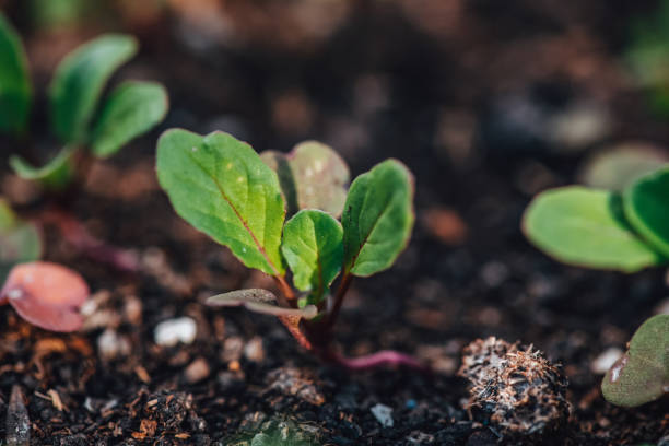 microgarden