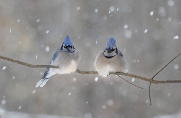 istock blue jays in nature during winter 1371501409