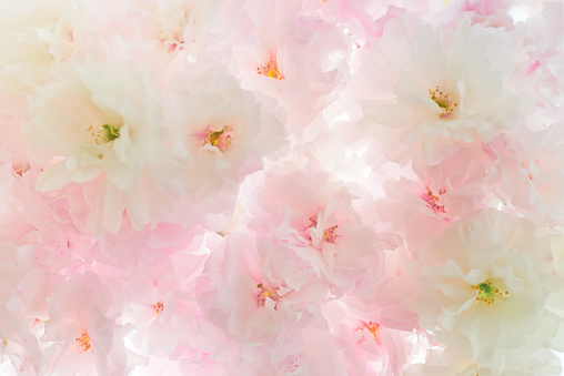 Cherry Blossom Background Spring image