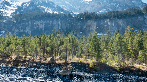 istock Tiny Pine Trees Along the Riverbed in Front of the Mountains, kandersteg / Bern / Switzerland 1371503148