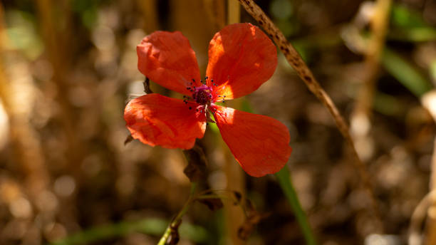 istock A Poppy Flower between Plants 1371504632