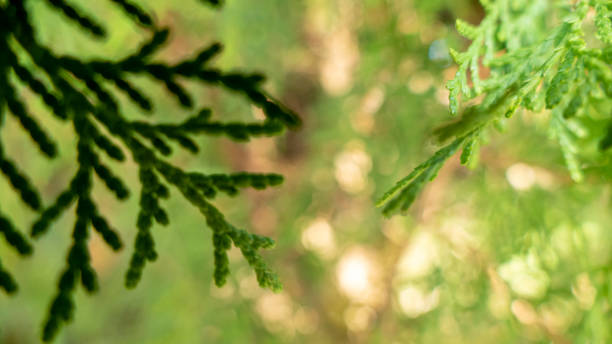 las hojas del ciprés en diferentes tonos y el resplandor verde del bosque en el fondo - fondo de pantalla hd de primavera fotografías e imágenes de stock