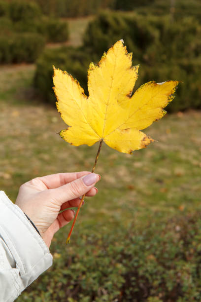 istock Single autumn maple leaf in female hand. 1371504920