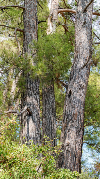 Pine Three Trees and Scrub Plants in the Forest