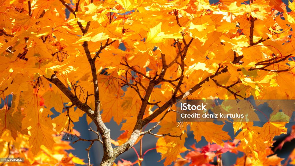 Leaves with the Multicolors of A Maple Tree in Peaceful Autumn Trees in Autumn Autumn Stock Photo