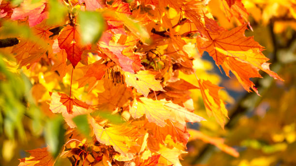 istock Peaceful Autumn in Close-up 1371505165
