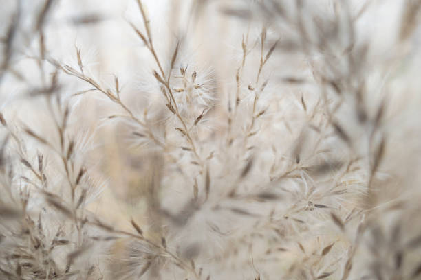istock Special Plant Arrangement in Soft Tones 1371505275