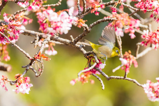istock Early spring cherry blossoms and The Japanese white-eye 1371509584