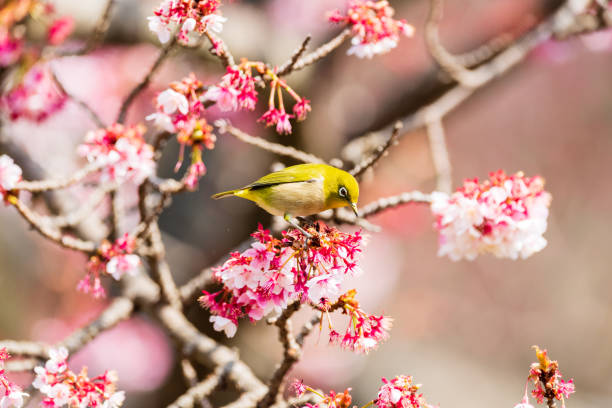 istock Early spring cherry blossoms and The Japanese white-eye 1371509614
