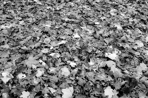 Composition of autumn leaves, horizontal photo. Background from fallen leaves for publication, poster, calendar, post screensaver, wallpaper, postcard, banner, cover, card, website. Black and white high quality photography