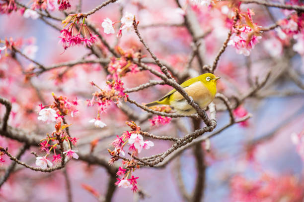 istock Early spring cherry blossoms and The Japanese white-eye 1371509810