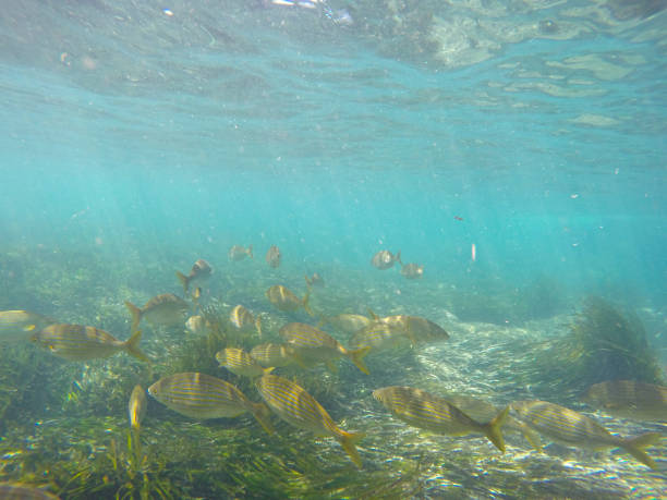 istock Underwater image in Tabarca island Alicante province Spain 1371510070