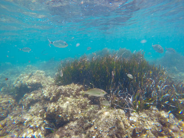 Underwater image in Tabarca island Alicante province Spain Underwater image in Tabarca island Alicante province Spain salpa stock pictures, royalty-free photos & images