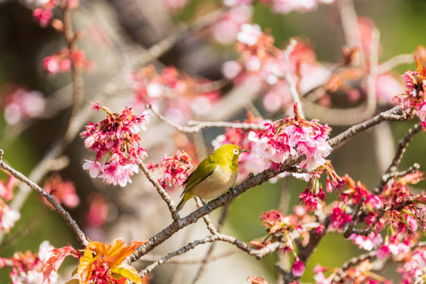 istock Early spring cherry blossoms and The Japanese white-eye 1371510150