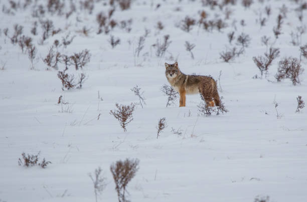 istock Coyote hunting in snowy field 1371511290