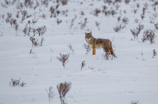 coyote hunting in winter snow covered field