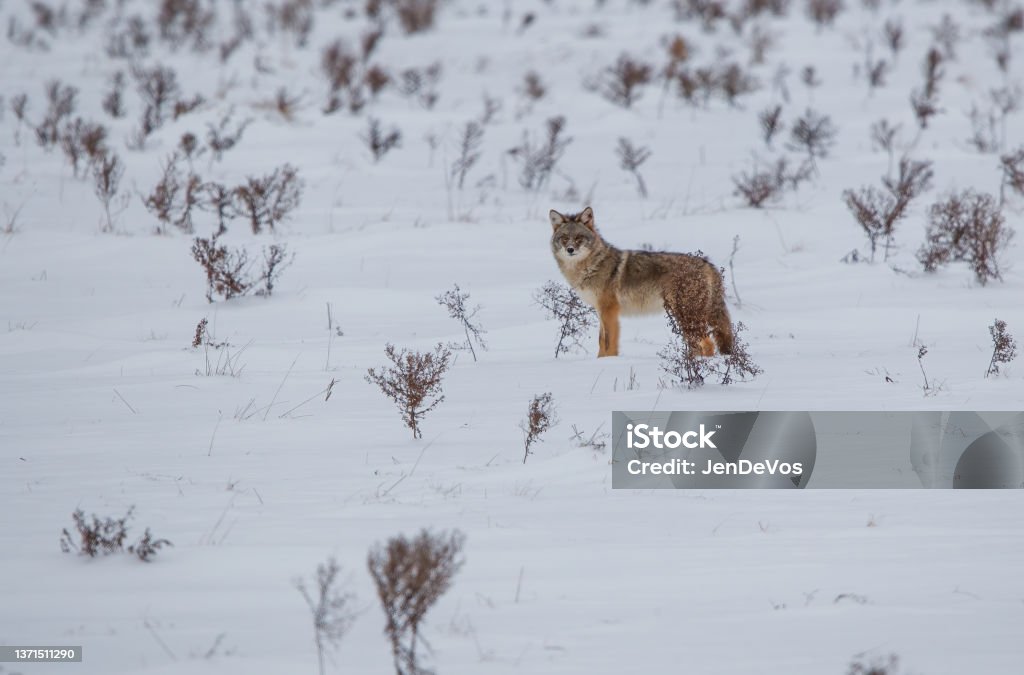 Coyote hunting in snowy field coyote hunting in winter snow covered field Coyote Stock Photo