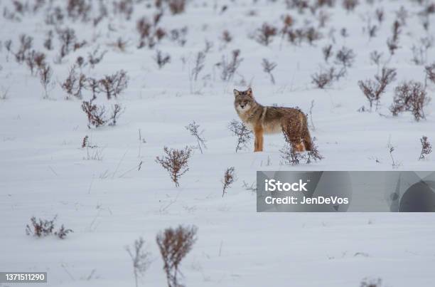 Coyote Hunting In Snowy Field Stock Photo - Download Image Now - Coyote, Winter, Agricultural Field