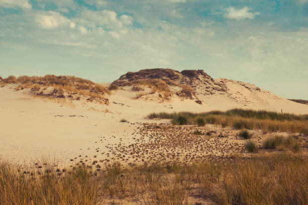 istock Desert Landscape with a view on Sand Dunes overgrown by Marram Grass 1371513371