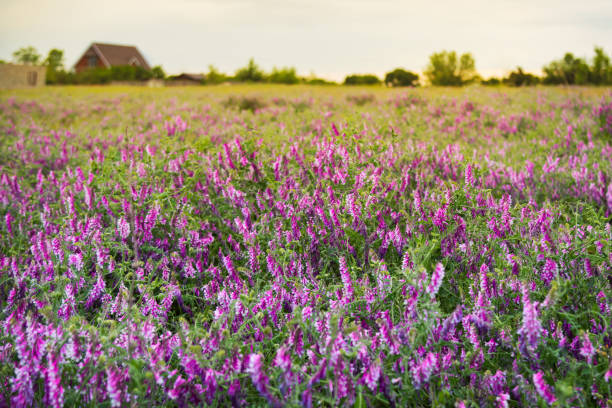 Field of purple flowers hairy vetch vicia villosa at sunset. Beautiful landscape view of purple wildflowers in countryside in summer Field of purple flowers hairy vetch vicia villosa at sunset. Beautiful landscape view of purple wildflowers in the countryside in summer cottagecore stock pictures, royalty-free photos & images