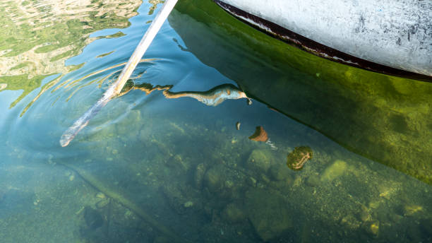 istock Rowboat, Oar and Reflektion 1371514420