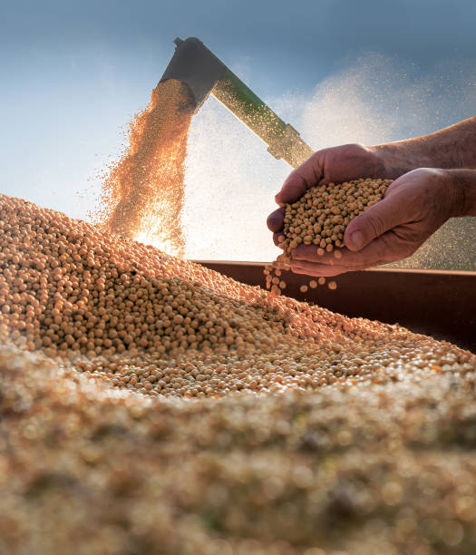 arbeiter mit sojabohnen nach der ernte - glyzine stock-fotos und bilder