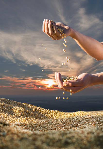 istock Worker holding soy beans after harvest 1371517190