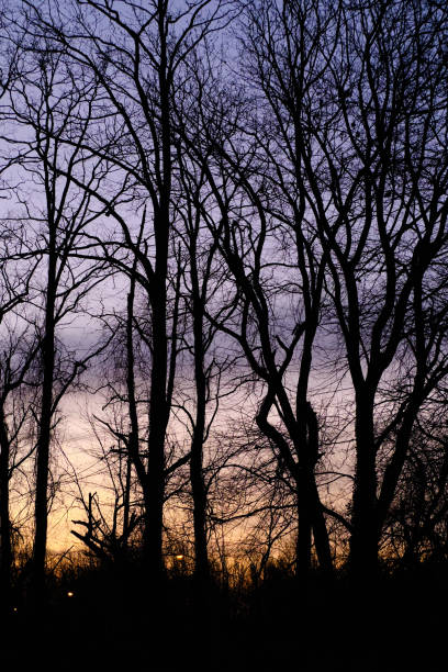 Dawn light through the trees Dawn light through the trees in Cherry Hill, NJ. cherry hill nj stock pictures, royalty-free photos & images