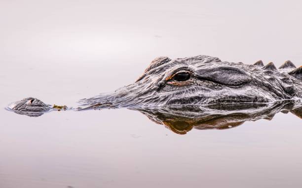 nahaufnahme eines alligatorgesichts und -auges in der wildnis floridas - alligator stock-fotos und bilder