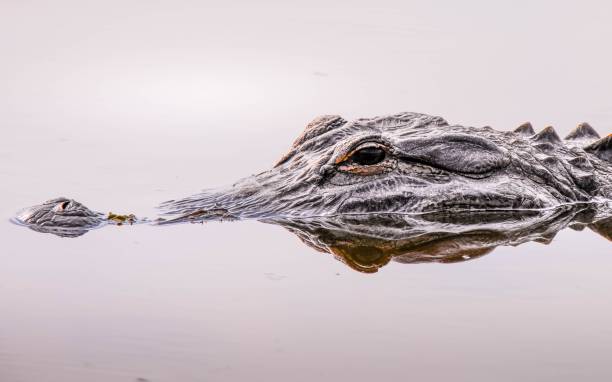 primer plano de una cara y un ojo de cocodrilo en el desierto de florida - alligator fotografías e imágenes de stock