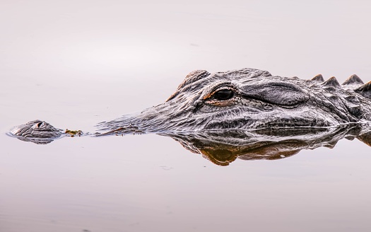 Isolated alligator swimming slowly in Florida swamp