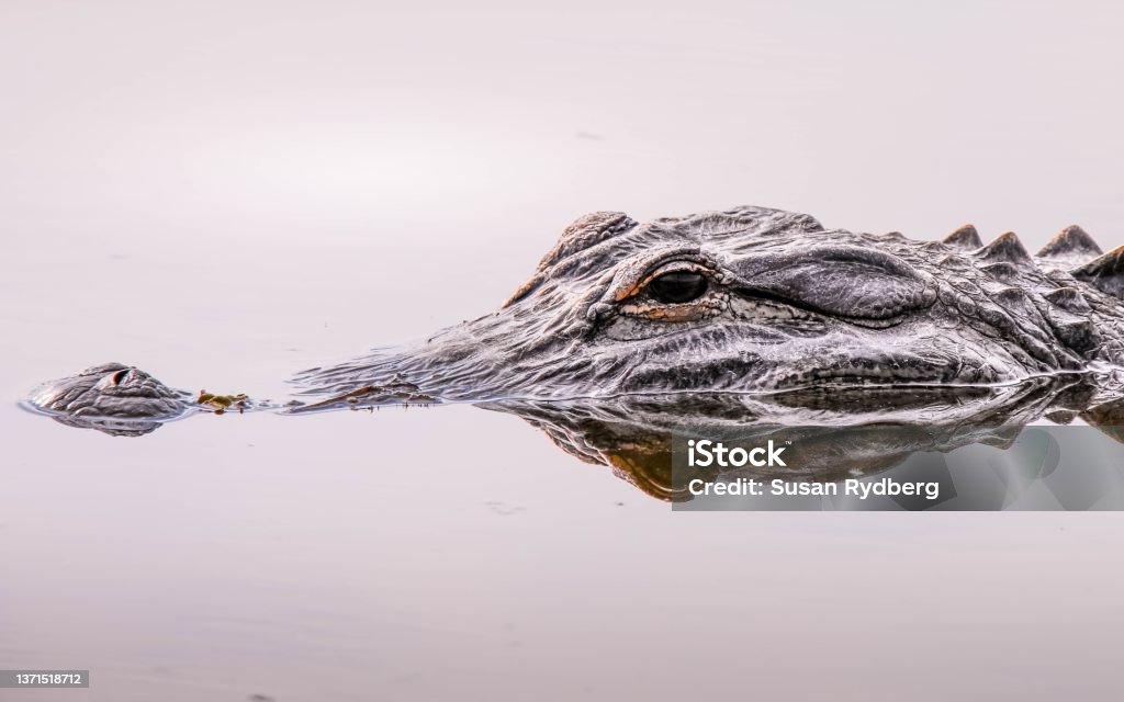 Close up of an alligator face and eye in the wilderness of Florida Isolated alligator swimming slowly in Florida swamp Alligator Stock Photo