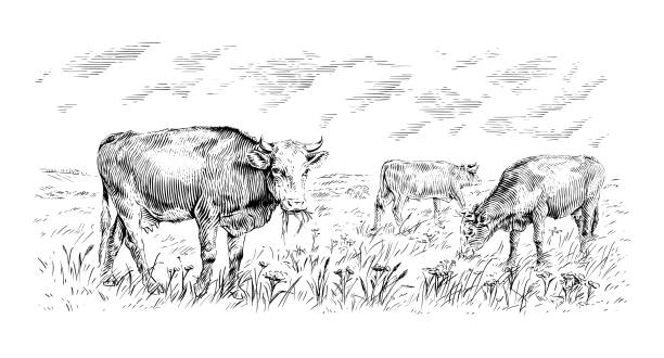 herd of cows is standing nibbling grass sketch engraving illustration style herd of cows is standing nibbling grass sketch engraving illustration style vector herd of cows stock illustrations
