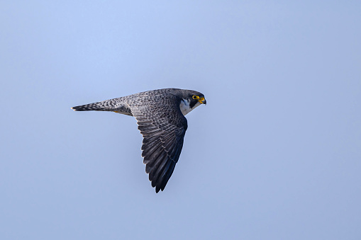 Peregrine falcon in flight isolated on clear sky