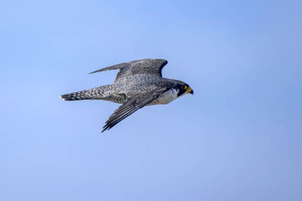 istock Peregrine falcon in flight 1371522271