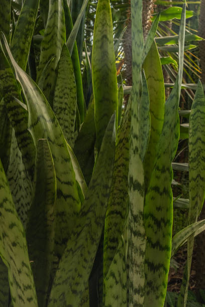 istock Succulent plant Sansevieria. Floral background green. Full frame 1371522389