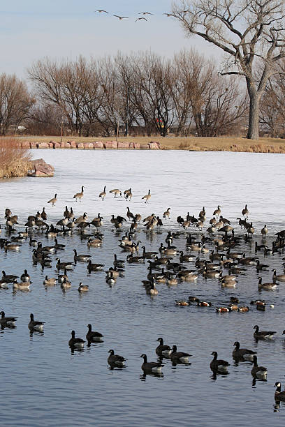 istock Geese In Air and On Land 137152282