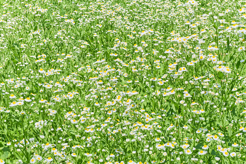 Many eastern daisy flowers blooming in the field Erigeron annuus