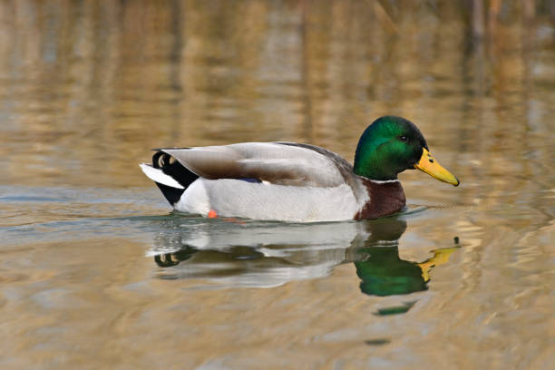 istock male mallard duck (Anas platyrhynchos) 1371524195
