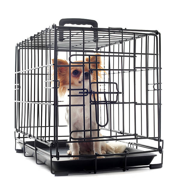 chihuahua de canil - chihuahua dog pet carrier puppy - fotografias e filmes do acervo